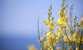 Ginestre Cottage with pool in the Nature Park of Porto Conte Santa Maria La Palma
